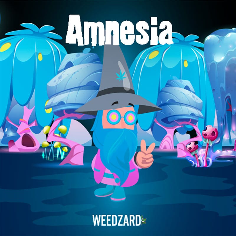 Amnesia Haze CBD 24% Amnesia Haze Erba legale CBD 24% Weedzard Infiorescenza