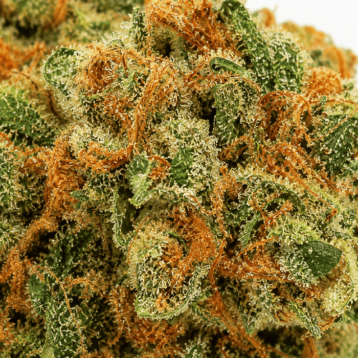 Macro infiorescenza California Haze CBD 24%