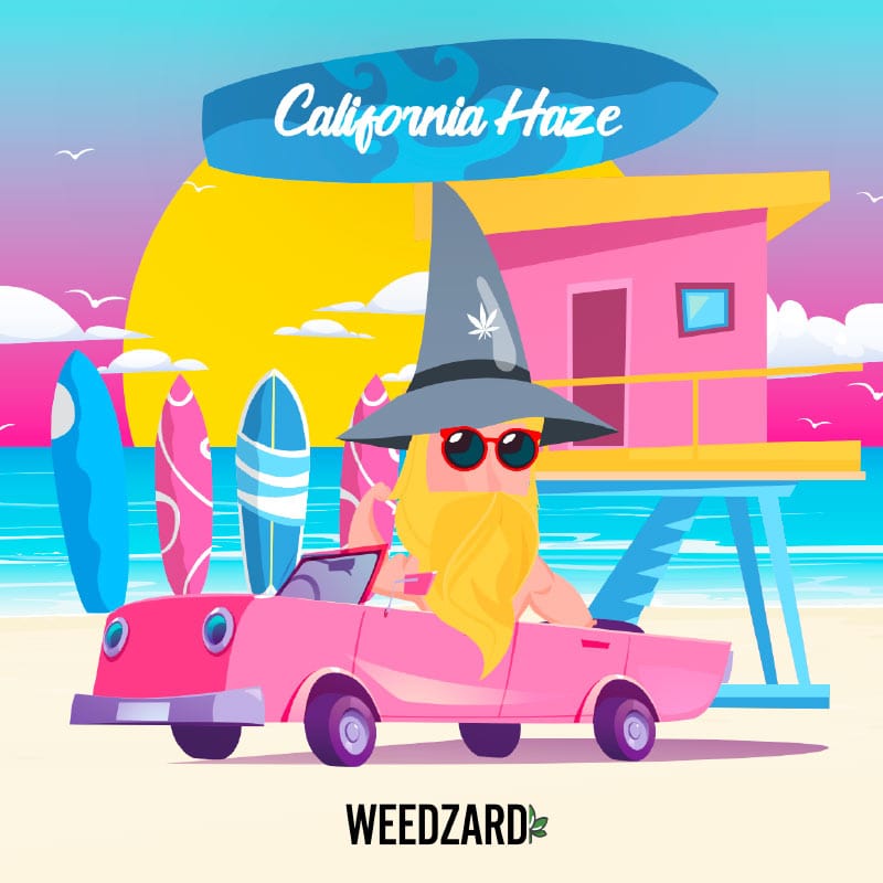 California Haze - Premium Indoor Selection CBD 24% California Haze CBD 24% - Erba legale Weedzard Infiorescenza