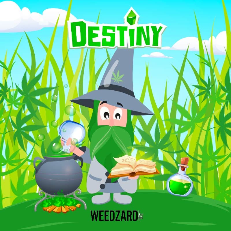 Destiny CBD 25% Destiny CBD 25% - Erba legale da primato Weedzard Infiorescenza