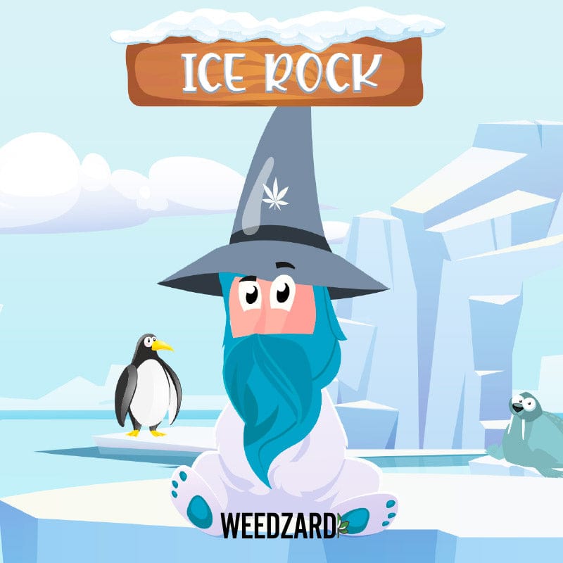 IceRock CBD 40% versione 2.0 IceRock Cannabis light CBD 40% Weedzard Infiorescenza