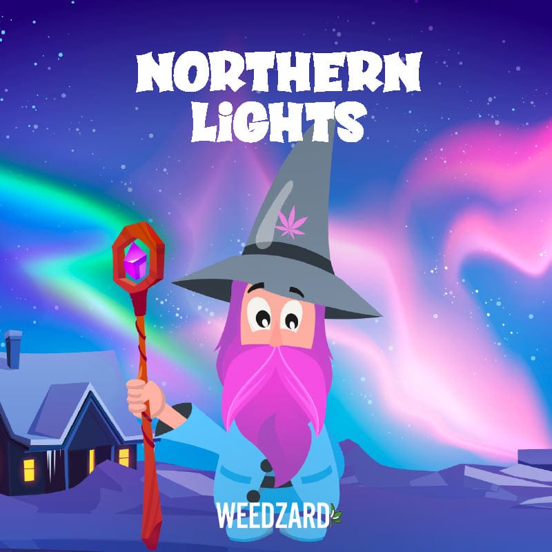 Northern Lights - Premium Indoor Selection CBD 21% Northern Lights CBD 24% - Erba legale Weedzard Infiorescenza