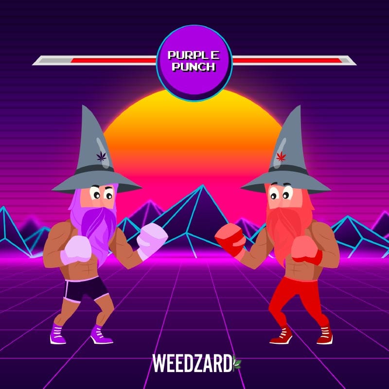 Purple Punch CBD 21% Purple Punch - Cannabis light CBD 21% Weedzard Infiorescenza