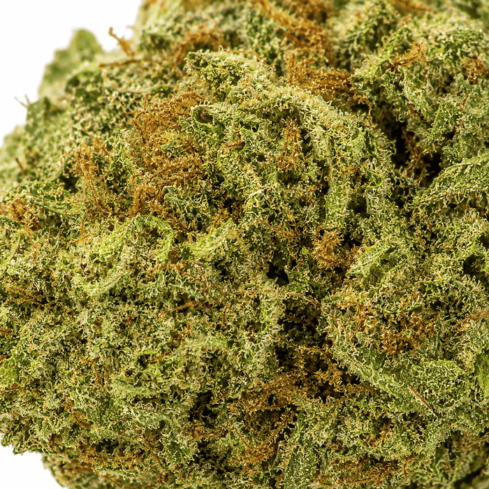 Macro infiorescenza Shark CBD 24%