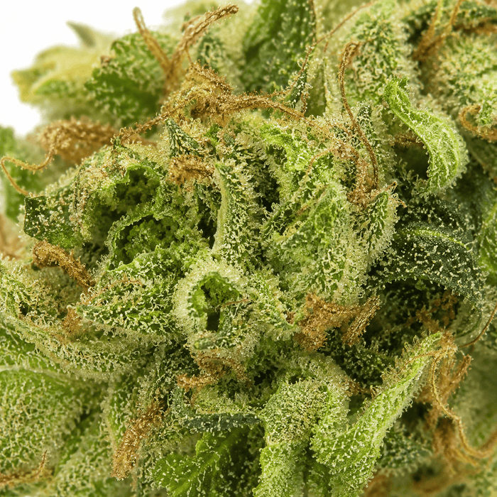 Macro infiorescenza Skywalker CBD 25%