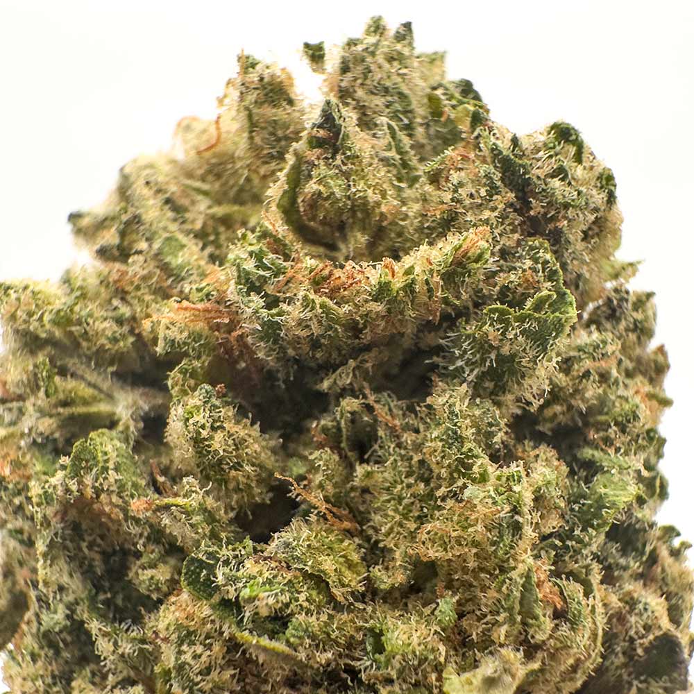Sour Diesel - Premium Indoor Selection CBD 21% Infiorescenza Weedzard