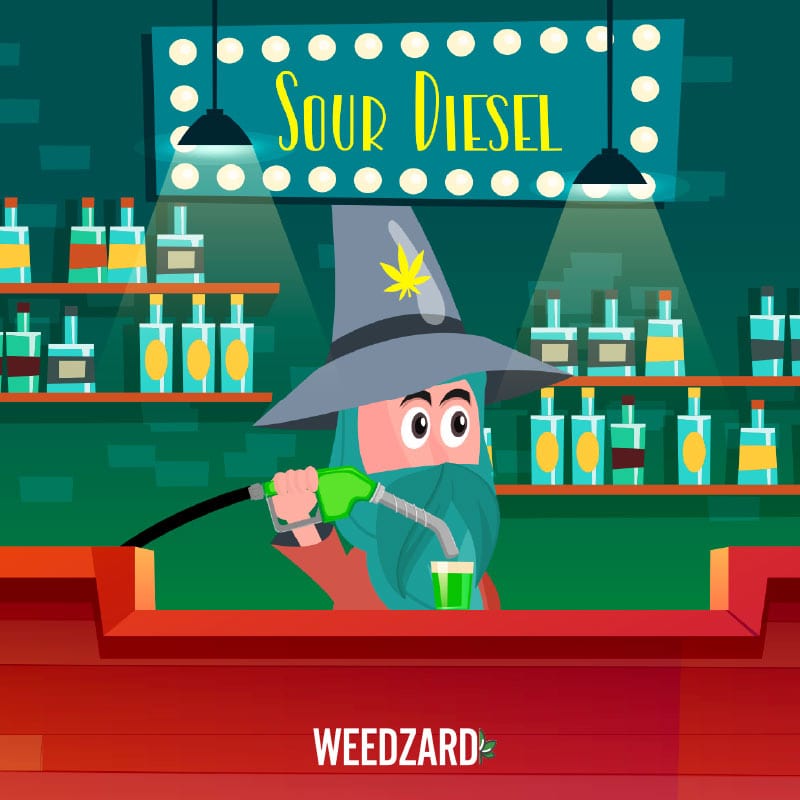 Sour Diesel - Premium Indoor Selection CBD 21% Sour Diesel CBD 21% - Erba legale Weedzard Infiorescenza