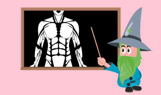 Il CBD per la salute dei muscoli