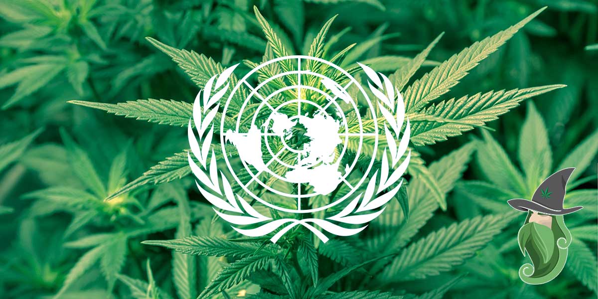 ONU e Cannabis: l'OMS chiede una svolta