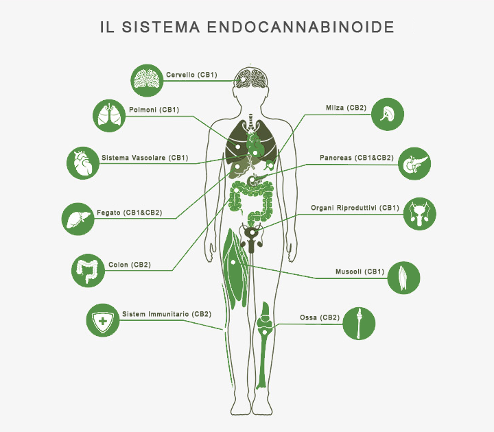 CBD e sistema endocannabinoide