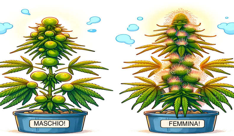 differenze cannabis maschio e femmina