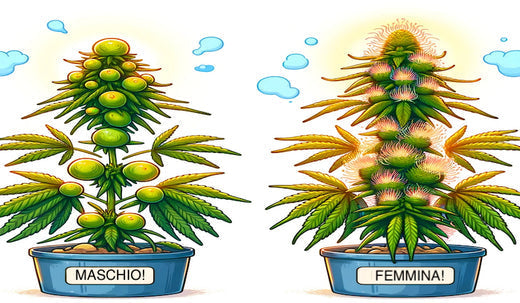 differenze cannabis maschio e femmina