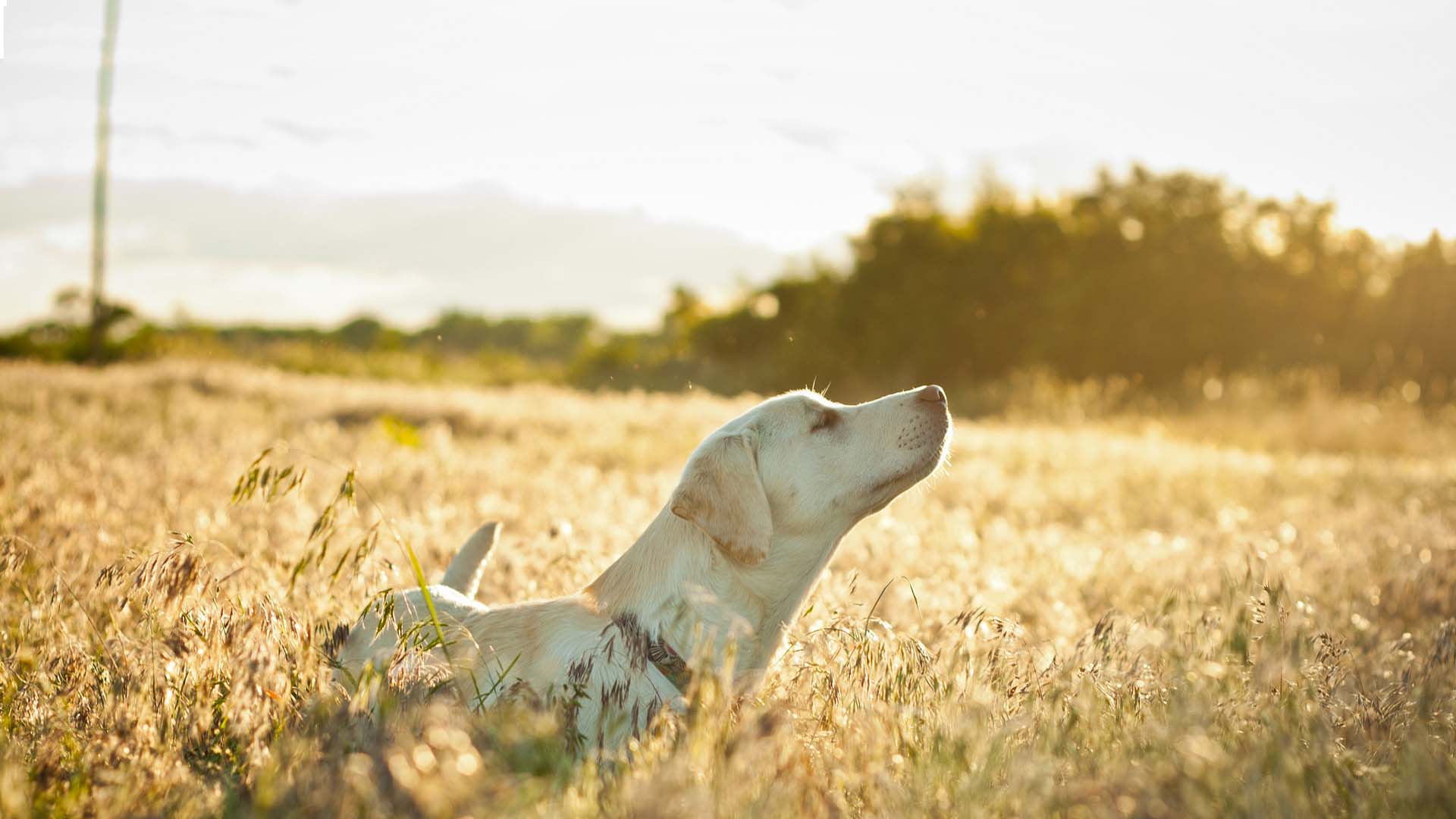 CBD COLLECTION, Olio CBD per animali Cane e Gatto, Come si usa