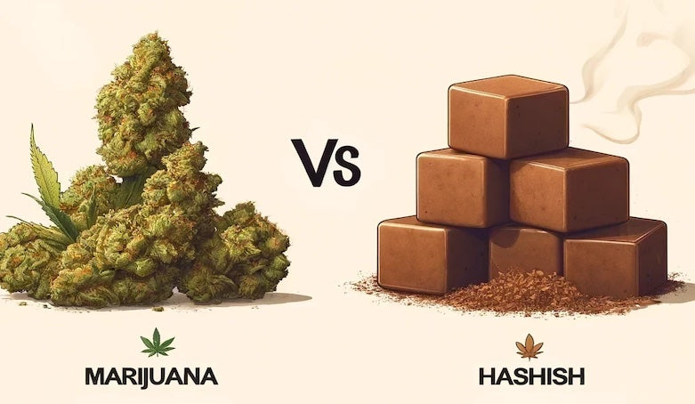 Qual è la differenza degli effetti tra hashish e erba?