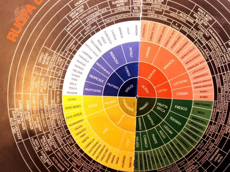 ruota dei sapori cannabis