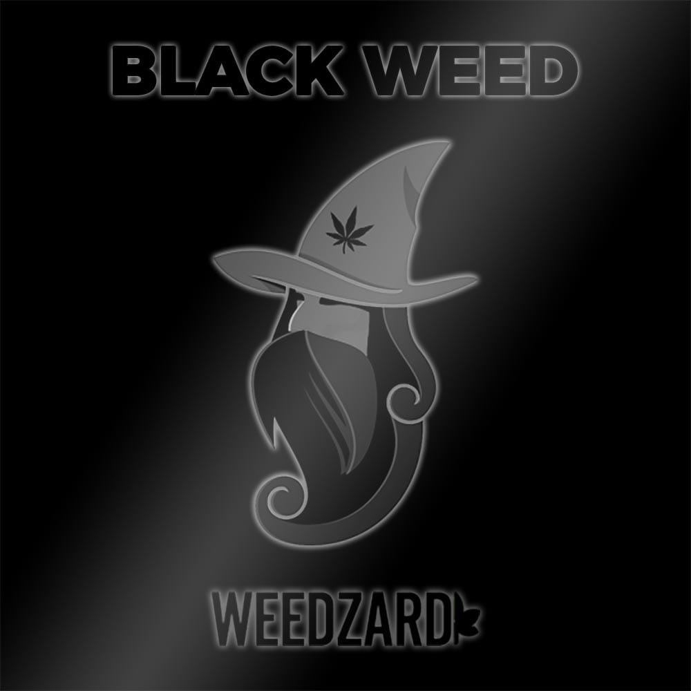 Black Weed 2.0 CBD 18% ~ Limited Edition Black Weed erba legale 18% di CBD Weedzard Infiorescenza