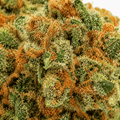 Macro infiorescenza California Haze CBD 24%