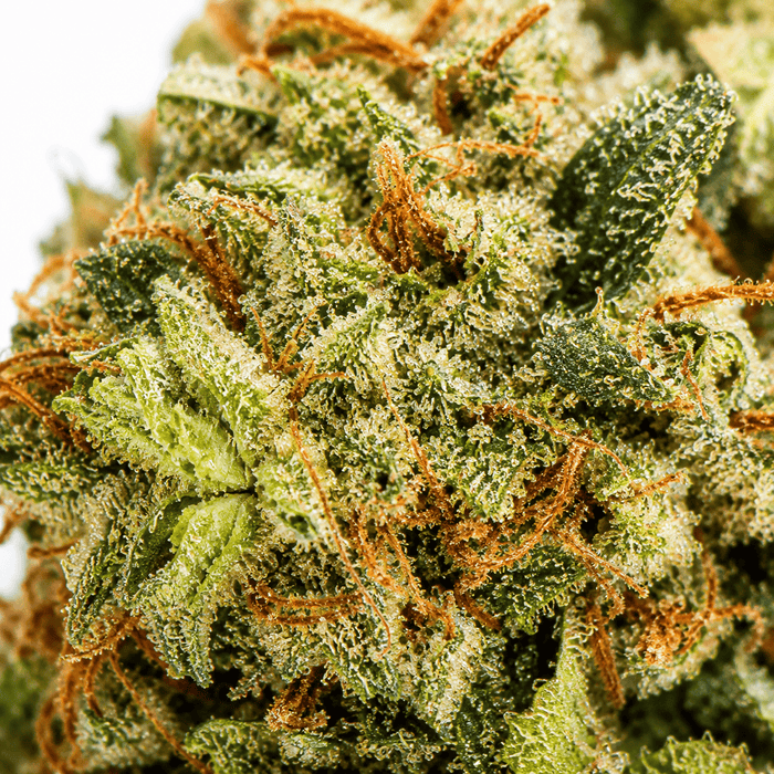 Macro infiorescenza Destiny CBD 25%