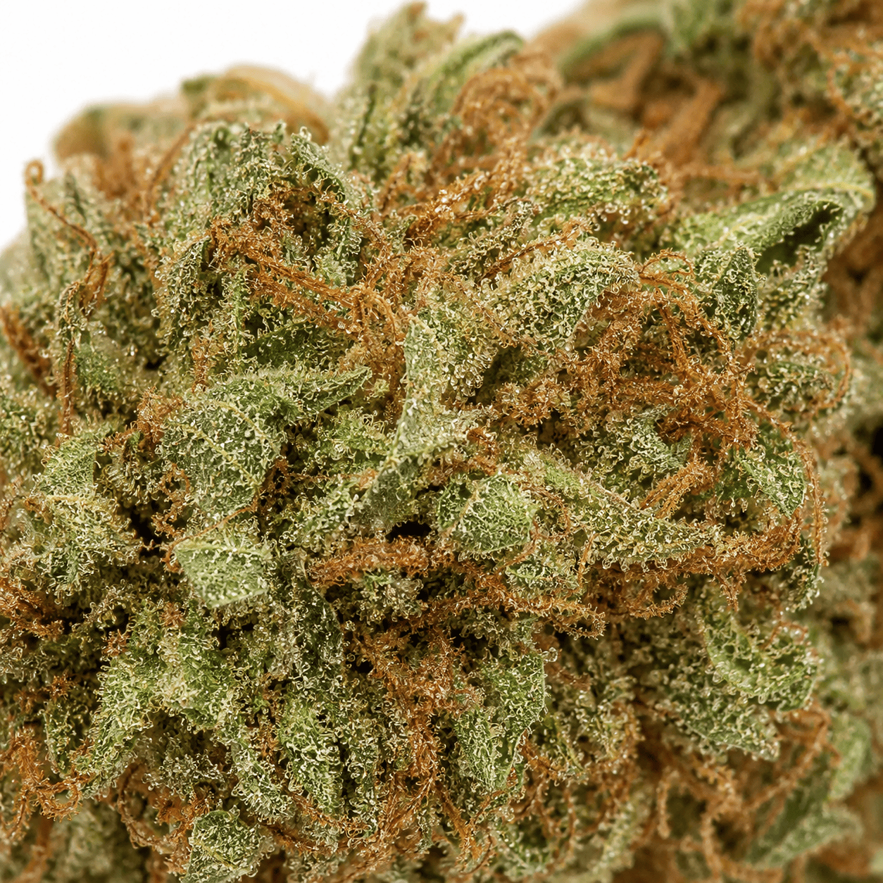 Macro infiorescenza Gorilla Glue CBD 20%
